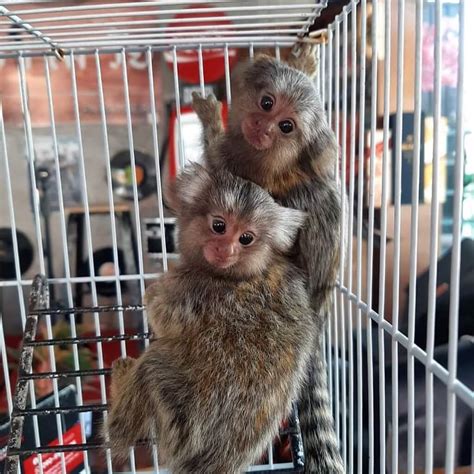THE BABY IS VERY HEALTHY, TAME AND SOCIALIZED. . Tamarin monkeys for sale
